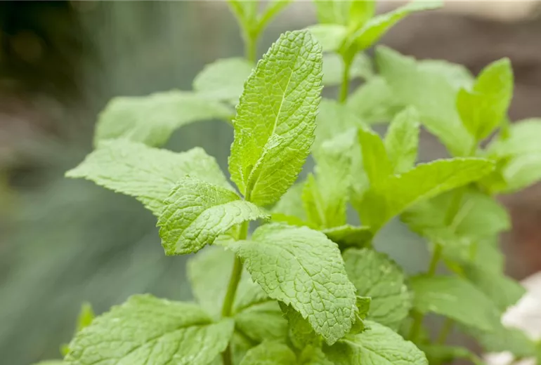 Mentha