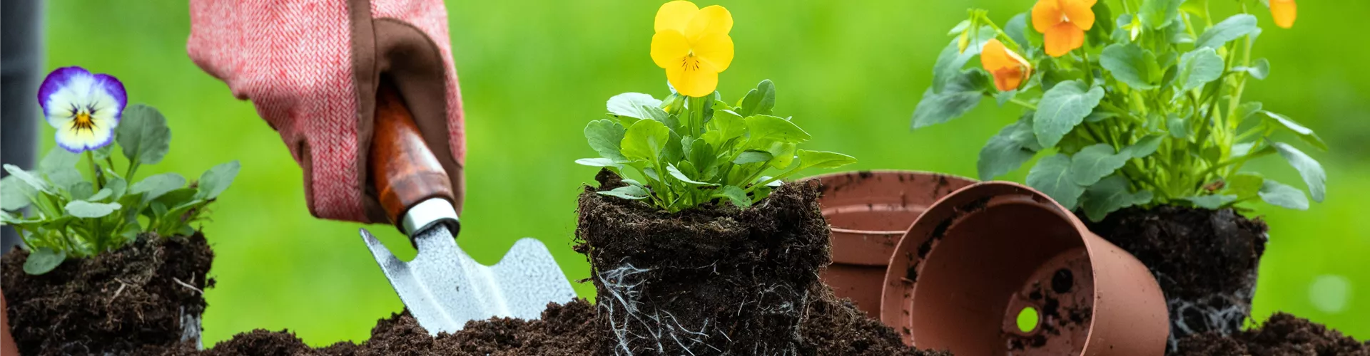 Erde - Hornveilchen einpflanzen