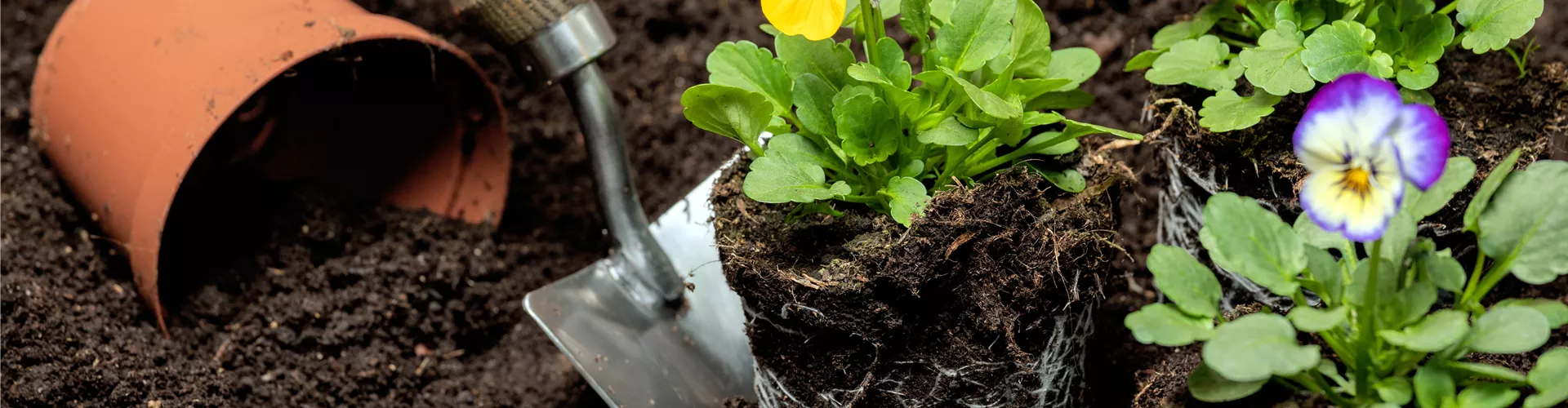 Erde - Hornveilchen einpflanzen
