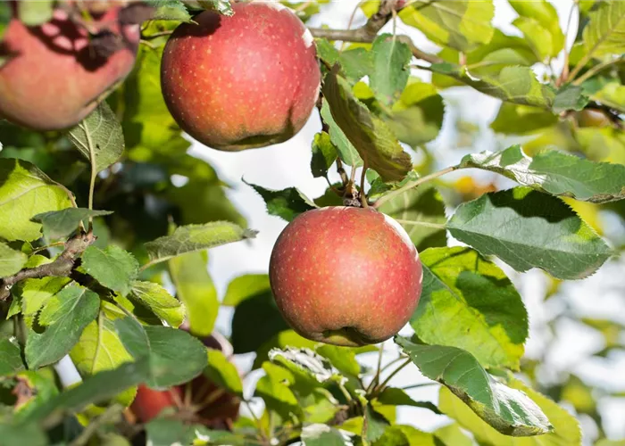 Obstgehölze und Gemüse 