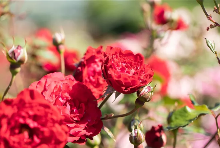 Strauchrose, rot