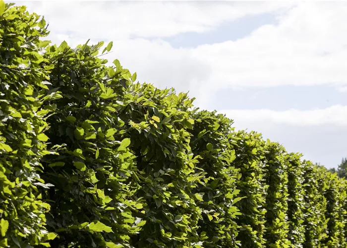 Die Hainbuche: Hecke und Vogelparadies