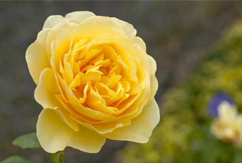 Englische Rosen, gelb