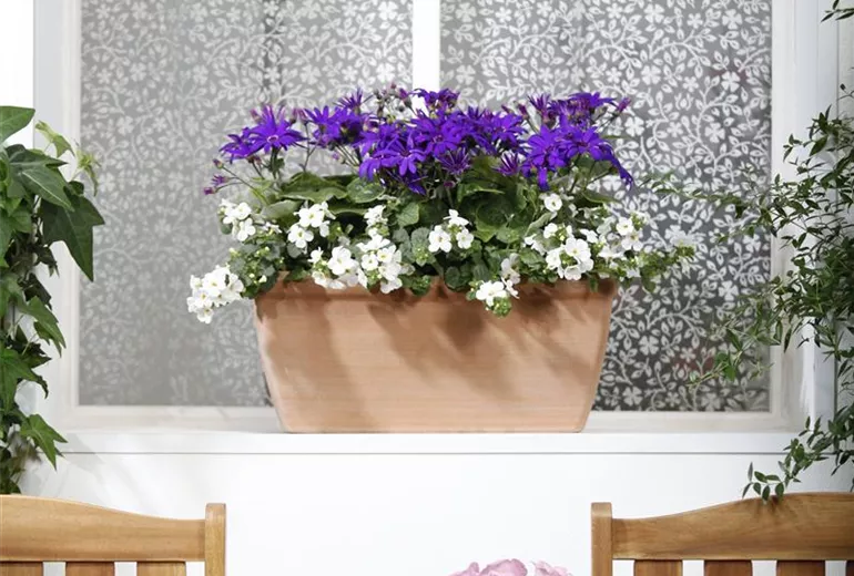 Bacopa