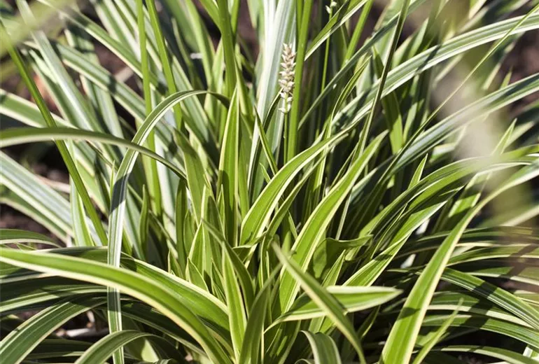 Acorus gramineus