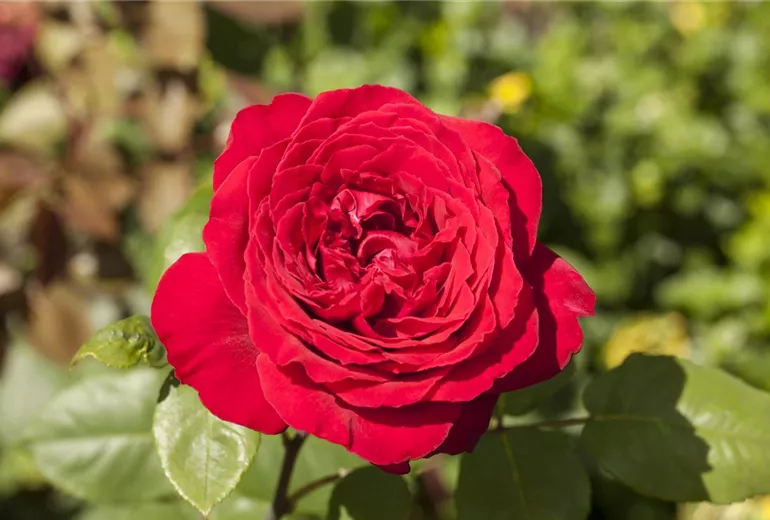 Edelrose, rot