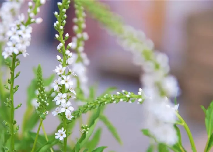 Schneefelberich - Einpflanzen im Garten
