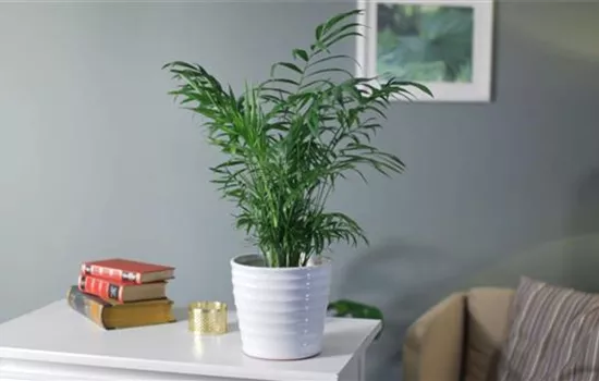 Zimmerpflanzenportrait - Bergpalme