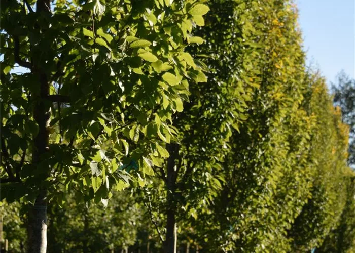 Ausgleichsmaßnahmen