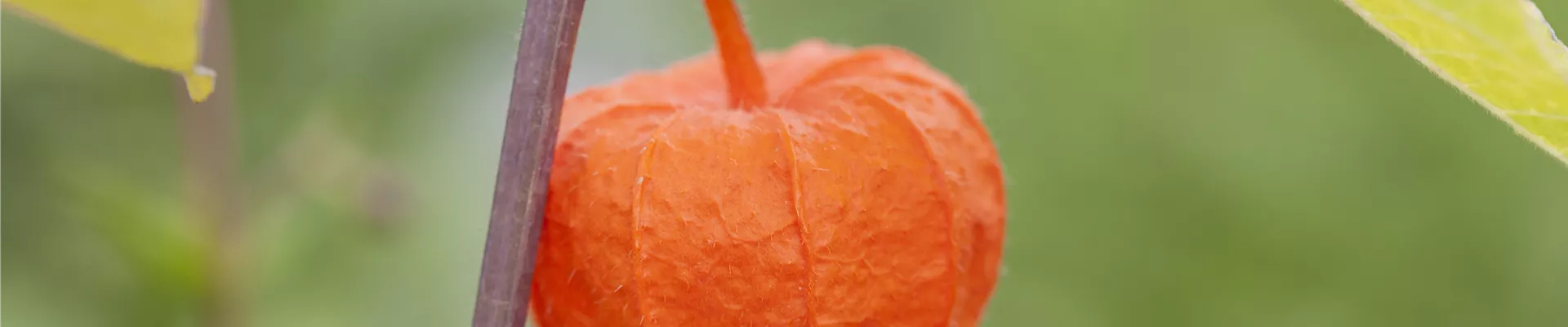 Physalis alkekengi var. franchetii