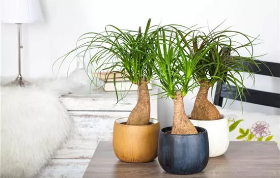 Fußpflege der botanischen Art: Elefantenfuß richtig pflegen