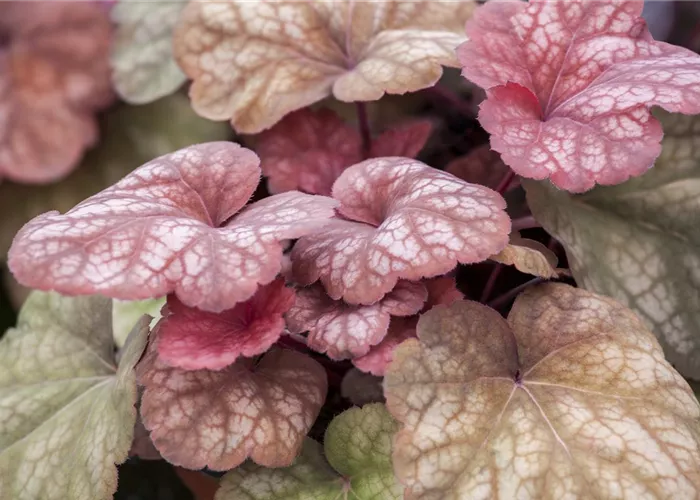 Das Purpurglöckchen – eine Kämpfernatur im Staudenbeet