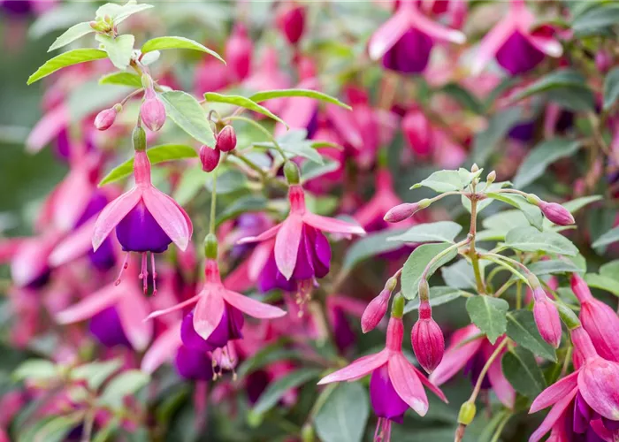 Fuchsien als Blickfang