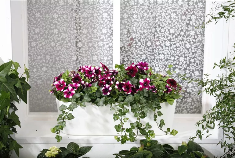 Petunia, zweifarbig