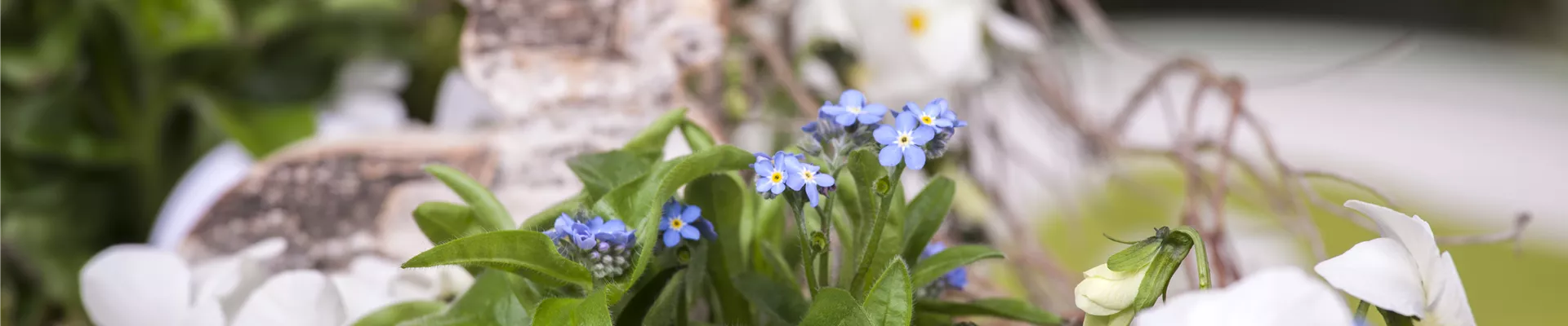 Myosotis sylvatica