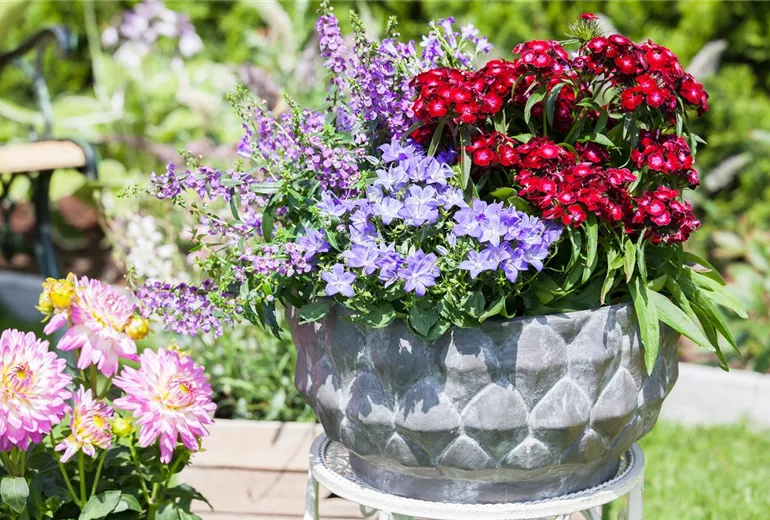 Dianthus barbatus, rot
