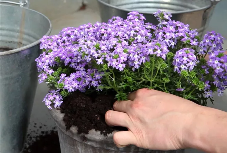 Eisenkraut - Einpflanzen in ein Gefäß (4)