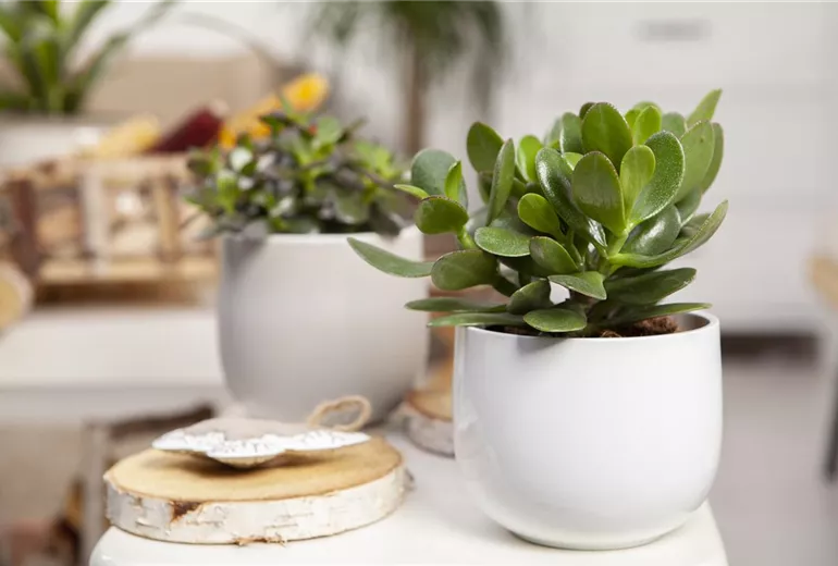 Crassula ovata 'Magical Tree'